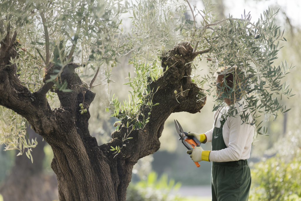 quand et comment tailler un olivier