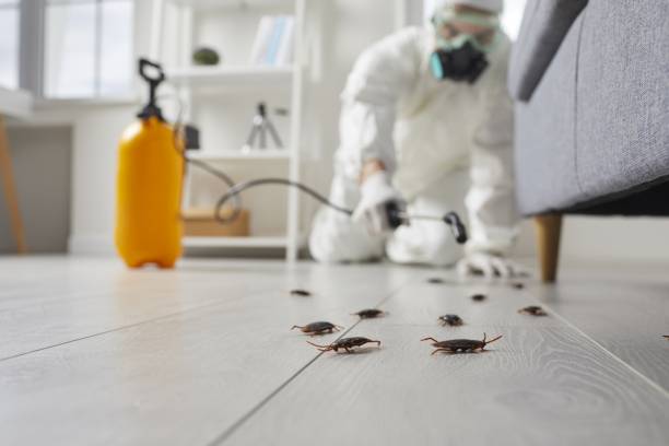 traitement nuisible professionnel désinsectisation